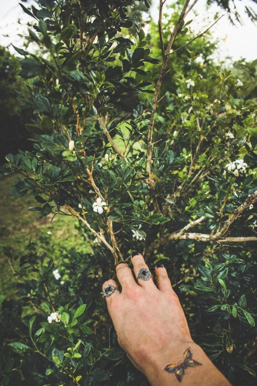 a person's hand reaching up to a tree, by Elsa Bleda, visual art, floral bling, ring, shrubs, lush jungle