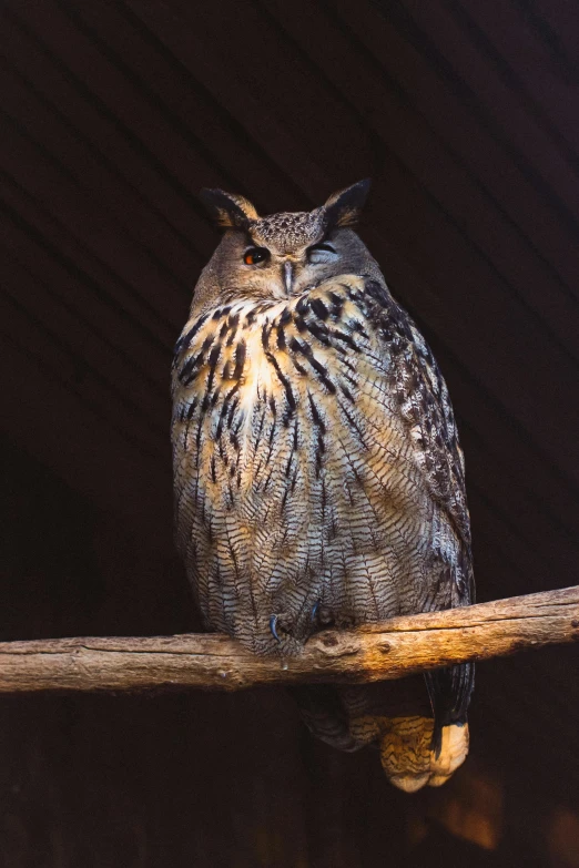 a close up of an owl sitting on a branch, on display, fully covered, in the spotlight, looking smug