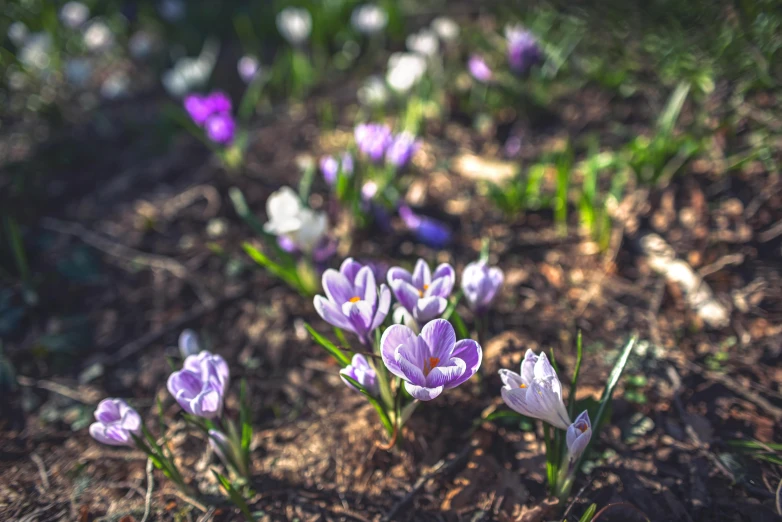 a field full of purple and white flowers, by Jacob Kainen, pexels contest winner, renaissance, bright sun bleached ground, early spring, gardening, close - up photo