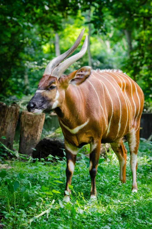 a large antelope standing on top of a lush green field, in the zoo exhibit, loin cloth, 2019 trending photo, cow horns