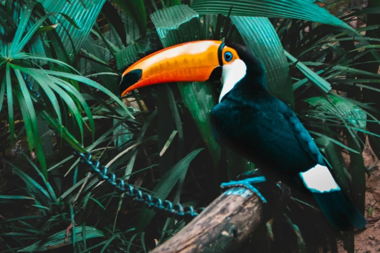 a black and orange bird sitting on top of a tree branch, a colorized photo, pexels contest winner, sumatraism, walking through a lush jungle, 6 toucan beaks, unsplash 4k, “portrait of a cartoon animal