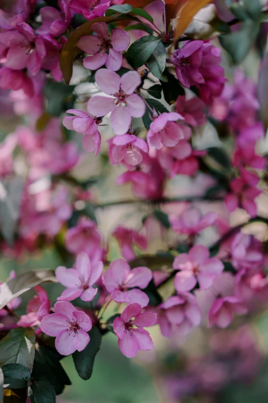 a close up of pink flowers on a tree, purple - tinted, fragrant plants, vibrant colour, apple trees