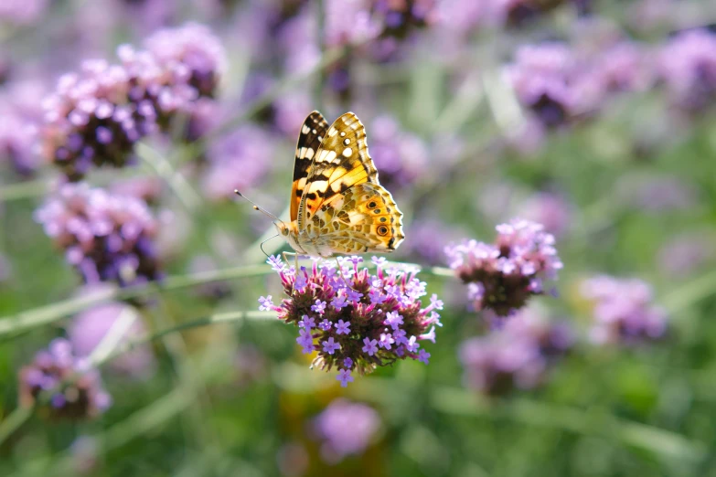 a butterfly sitting on top of a purple flower, square, shot with premium dslr camera, mint, multi - coloured