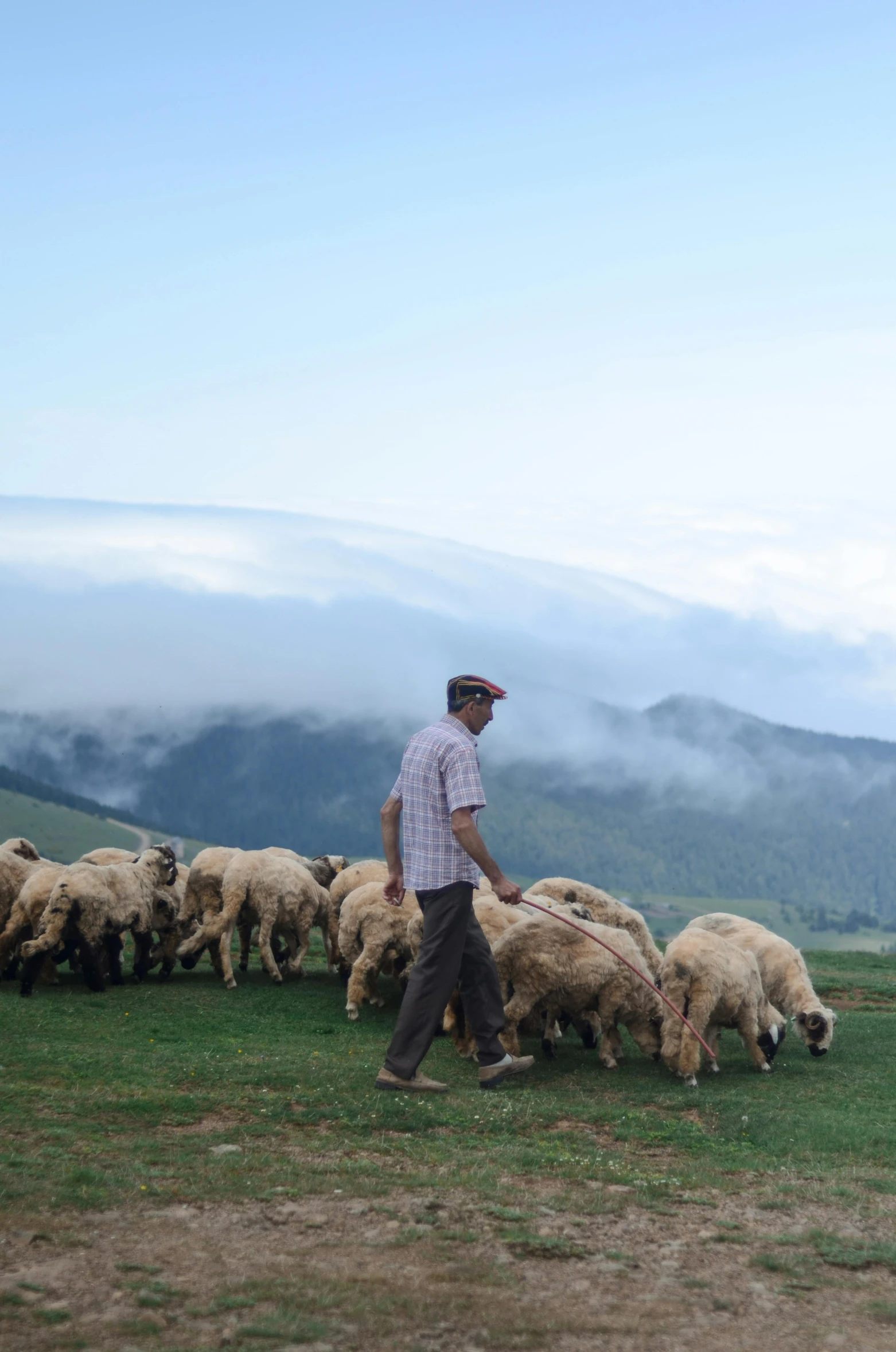 a man walking a herd of sheep across a lush green field, by Muggur, clouds on ground!!!!!, dinner is served, bosnian, 6 : 3 0 am