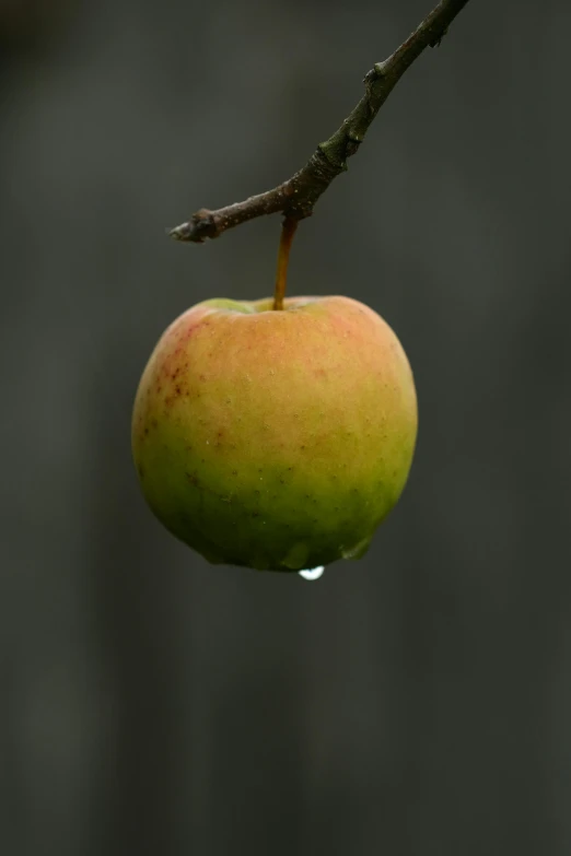 a single apple hanging from a tree branch, by Peter Churcher, light rain, square, photographed for reuters, 15081959 21121991 01012000 4k