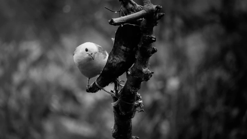 a black and white photo of a bird on a branch, by Sudip Roy, unsplash, cute little creature, white haired, birds f cgsociety, one contrasting small feature