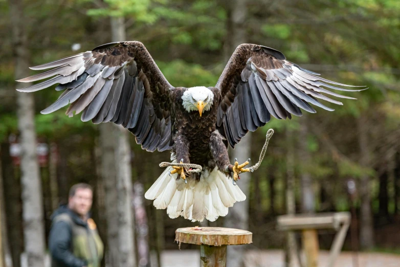 a bald eagle sitting on top of a wooden post, pexels contest winner, hurufiyya, on his hind legs, new hampshire, on display, open wings