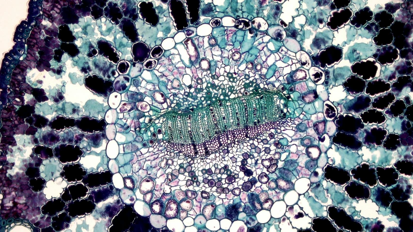 a cross section of a plant under a microscope, by Tom Phillips, conceptual art, purple and blue and green colors, cellular structures, seeds, jenny seville