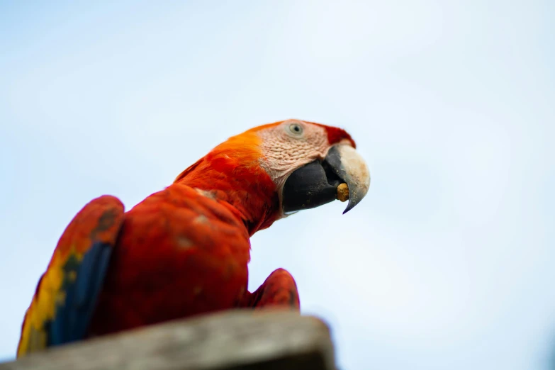 a red parrot sitting on top of a wooden post, pexels contest winner, looking from slightly below, 🦩🪐🐞👩🏻🦳, vacation photo, blue arara