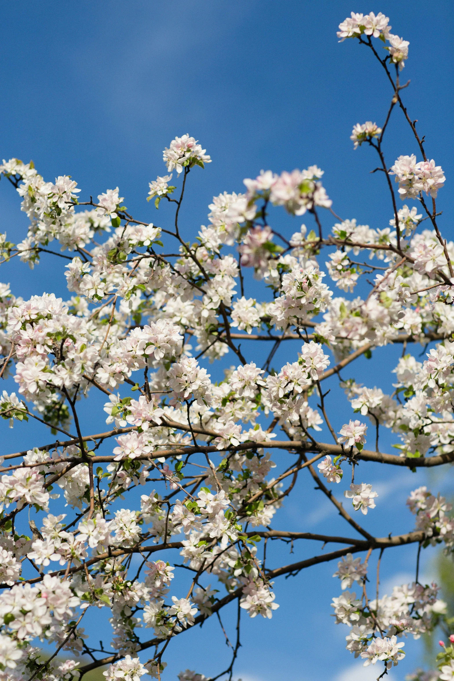 a tree with white flowers against a blue sky, inspired by Edwin Dickinson, unsplash, arabesque, apple, medium close up, mint