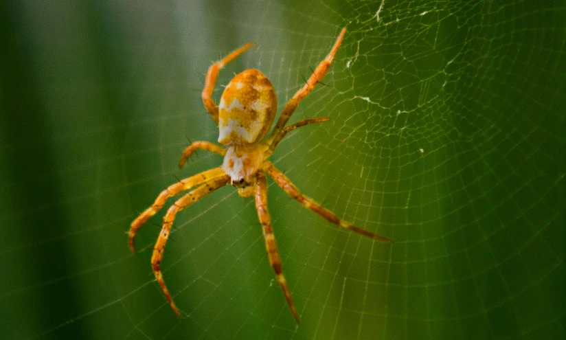 a close up of a spider on a web, by John Gibson, shutterstock, fan favorite, halogen, six arms, a blond
