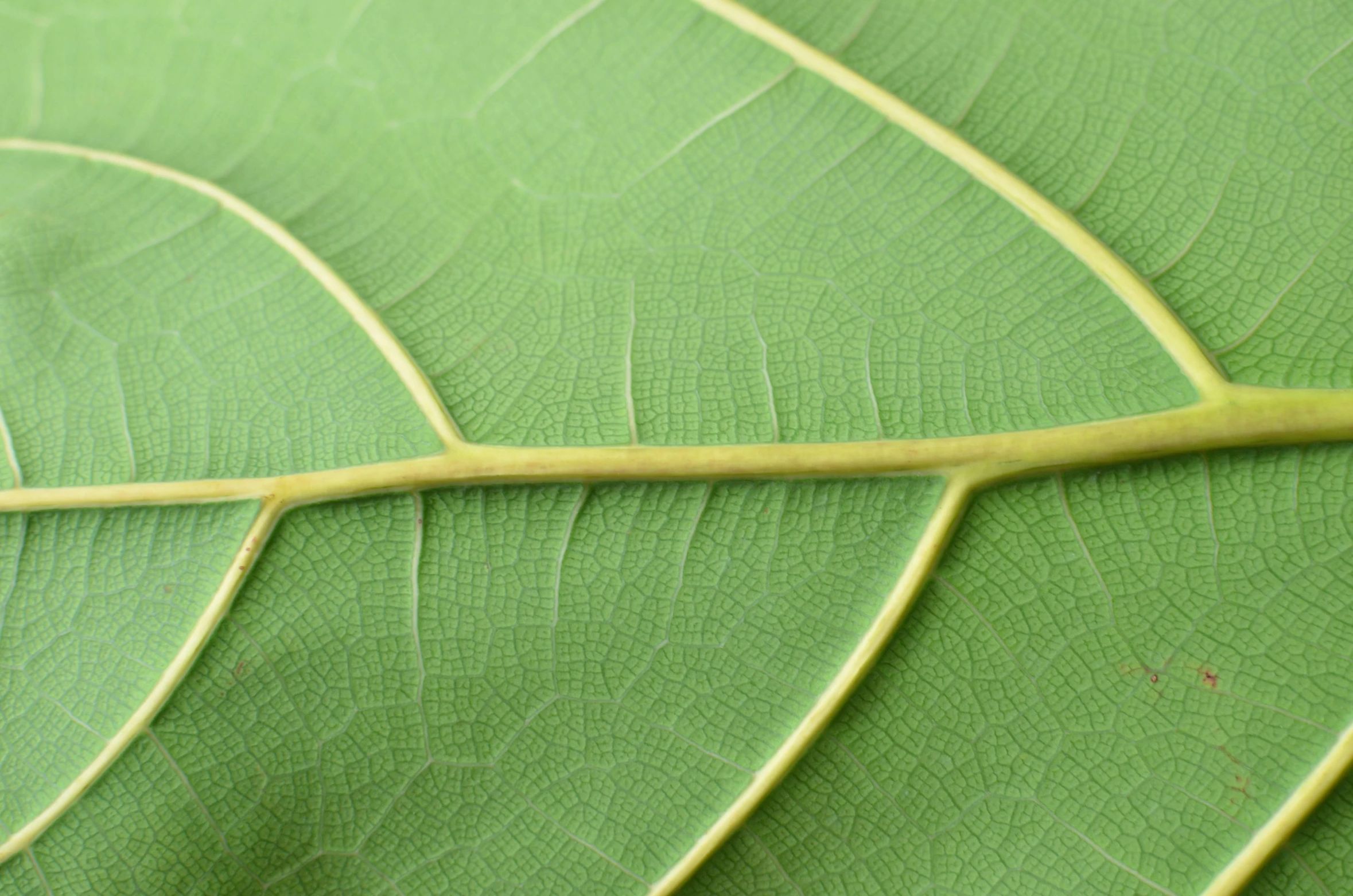 a close up of a leaf of a plant, the ayahuasca spirit, detailed product image, shot on sony a 7, leaf green