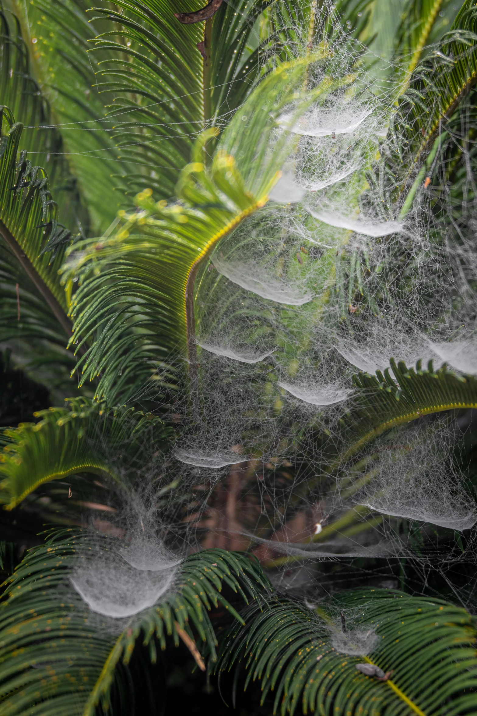 a bunch of spider webs hanging from a tree, by Hans Werner Schmidt, tropical bird feathers, condensation, farming, in liquid