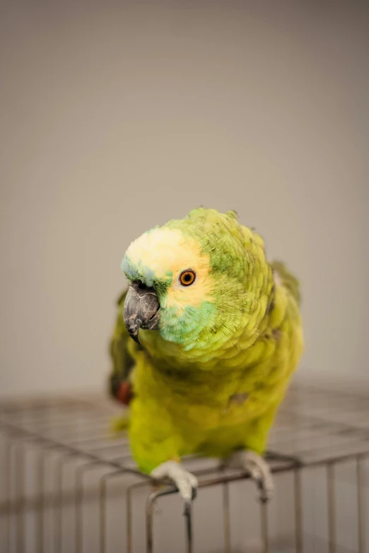 a yellow and green bird sitting on top of a cage, cheeks, on a gray background, top - down photograph, lush