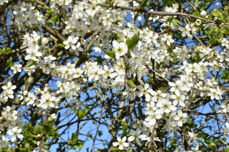 a tree with white flowers against a blue sky, by Helen Biggar, pixabay, hurufiyya, plum blossom, “berries, david noton, rusty