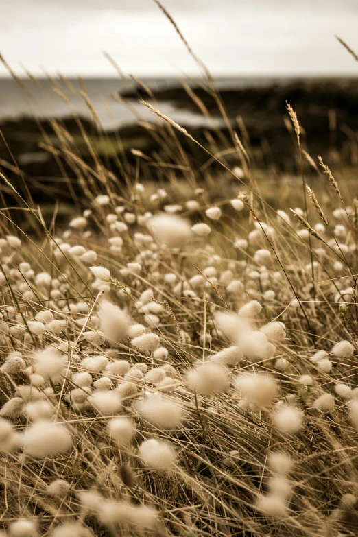 a field of grass with a body of water in the background, inspired by Elsa Bleda, unsplash, land art, lots of cotton plants, shells, orkney islands, gold