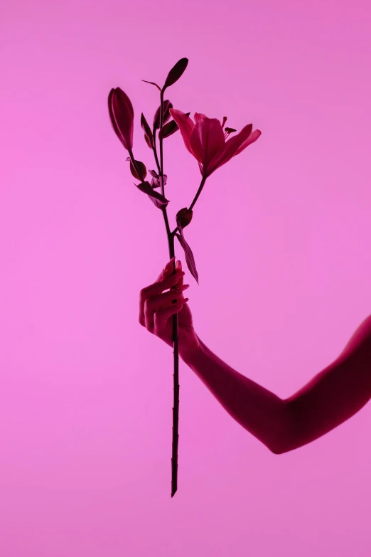 a woman holding a flower in front of a pink background, inspired by Robert Mapplethorpe, trending on unsplash, showstudio, bisexual lighting, stems, cupid