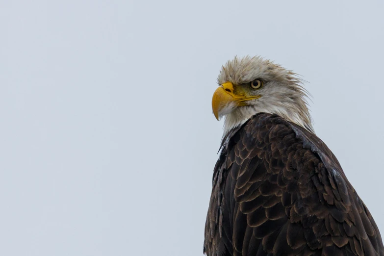 a bald eagle sitting on top of a tree branch, a portrait, pexels contest winner, 🦩🪐🐞👩🏻🦳, on a gray background, profile image, rugged face