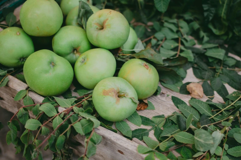 a wooden crate filled with lots of green apples, by Emma Andijewska, unsplash, laying under a tree on a farm, high quality product image”, background image, alessio albi