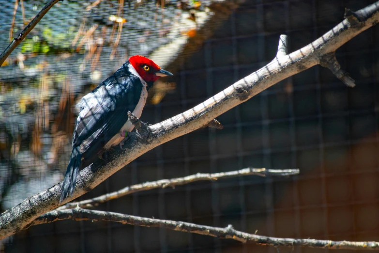 a red headed woodpecker perches on a tree branch, pexels contest winner, hurufiyya, in the zoo exhibit, black steel with red trim, animation, 🦩🪐🐞👩🏻🦳