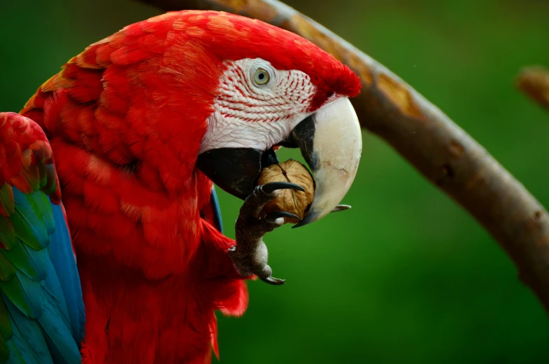 a red parrot sitting on top of a tree branch, a portrait, pexels contest winner, renaissance, eating rotting fruit, emerald, getty images proshot, a wooden