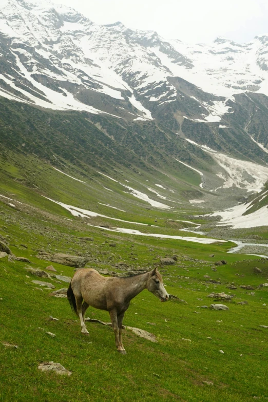 a horse standing on top of a lush green hillside, by Rajesh Soni, icy glaciers, islamic, in a valley, an ox