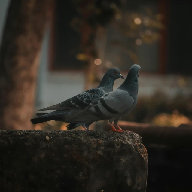 a couple of birds sitting on top of a rock, a statue, pexels contest winner, soft light.4k, pigeon, lovely couple, captured in low light