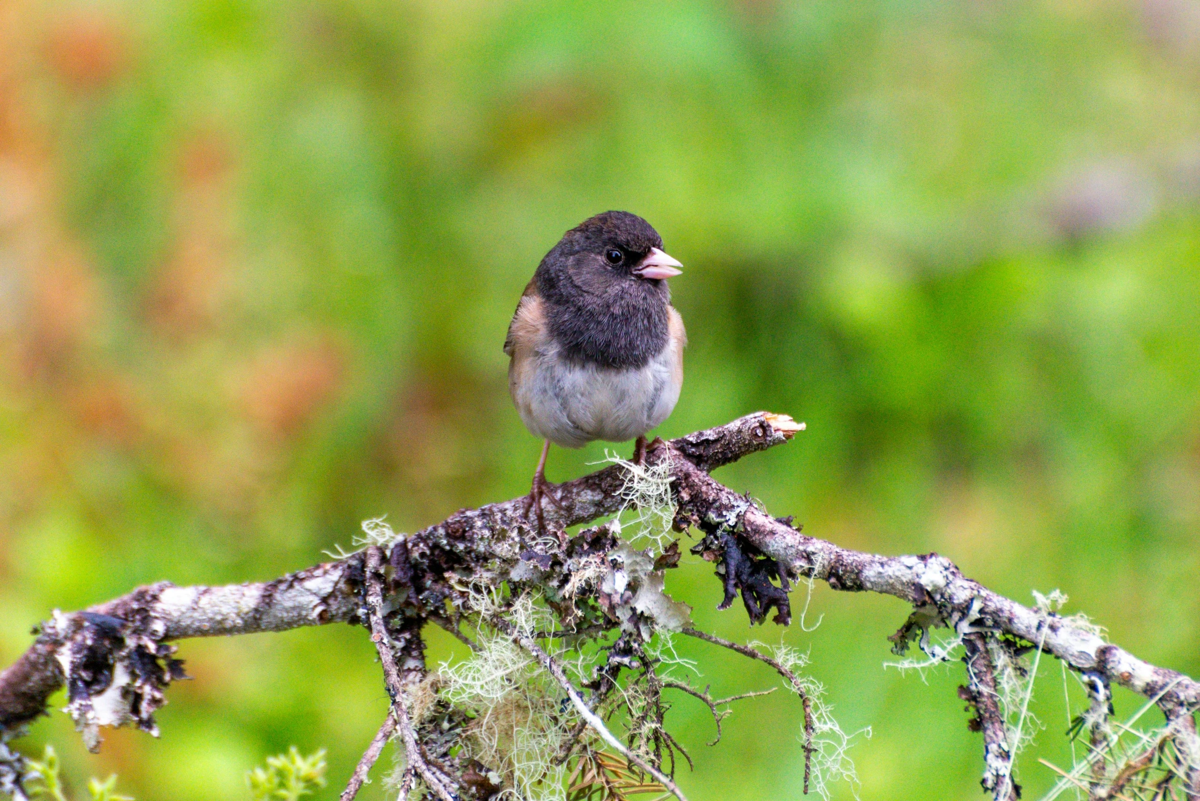 a small bird sitting on top of a tree branch, by Jim Nelson, alaska, fan favorite, amongst foliage, avatar image