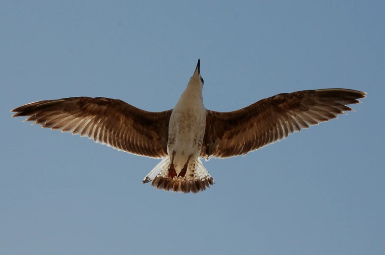 a bird that is flying in the sky, pexels contest winner, hurufiyya, 3/4 view from below, open wings, backlit, bird\'s eye view