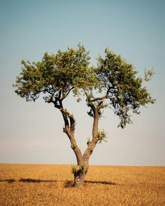 a lone tree in the middle of a field, unsplash contest winner, weathered olive skin, ((trees)), hot summer day, olive oil