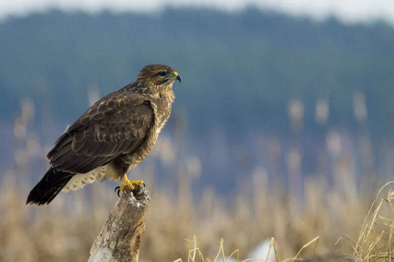 a bird sitting on top of a tree stump, by Jan Tengnagel, pexels contest winner, hurufiyya, hawk, standing on rocky ground, indigenous, sitting on a curly branch