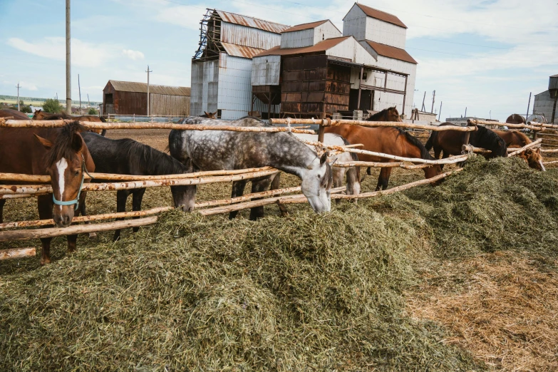 a herd of horses standing on top of a grass covered field, inside a farm barn, ready to eat, old west town, profile image