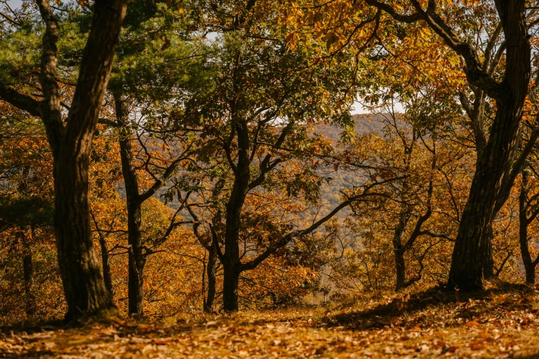 a forest filled with lots of trees covered in leaves, pexels, autumn colour oak trees, sweeping vista, brown, ocher