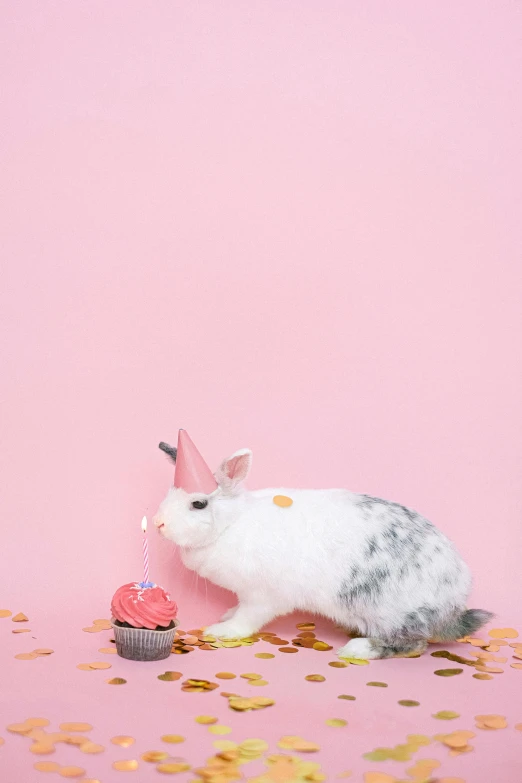 a rabbit sitting next to a cupcake on a pink surface, by Julia Pishtar, trending on unsplash, wearing a party hat, grey, 15081959 21121991 01012000 4k, portrait of small