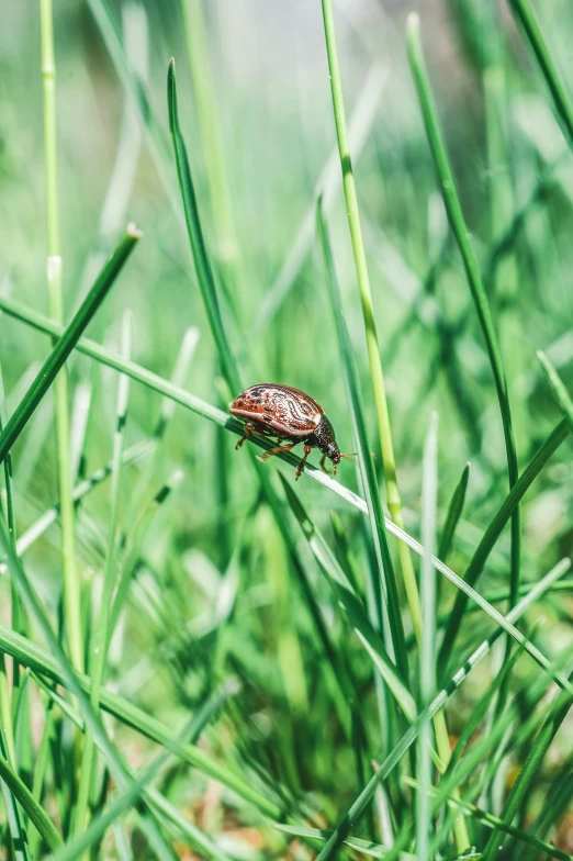 a bug that is sitting in the grass, unsplash, renaissance, multiple stories, brown, 15081959 21121991 01012000 4k, giant pig grass