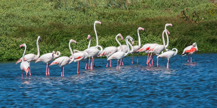 a group of flamingos are standing in the water, over the shoulder, at the waterside, seraphine, in majestic