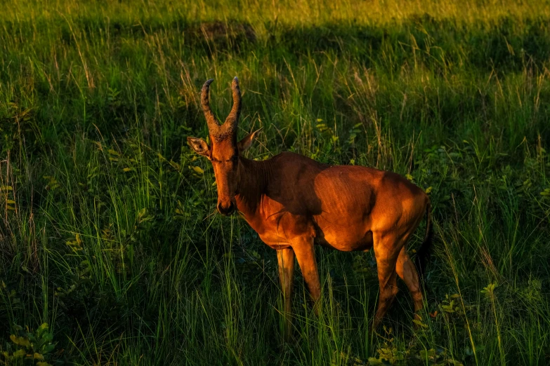 a deer standing on top of a lush green field, by Jan Tengnagel, pexels contest winner, sumatraism, dappled in evening light, red grass, outdoor photo, a high angle shot