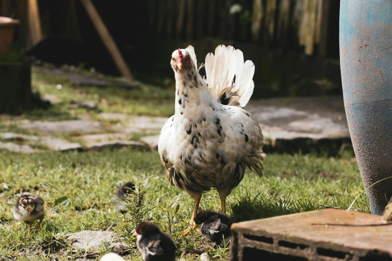a chicken standing on top of a lush green field, an album cover, unsplash, white with black spots, with chicks, in the garden, the sun is shining. photographic