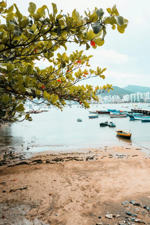 a couple of boats sitting on top of a sandy beach, a colorized photo, pexels contest winner, city like hong kong, vines hanging from trees, brazil, harbor