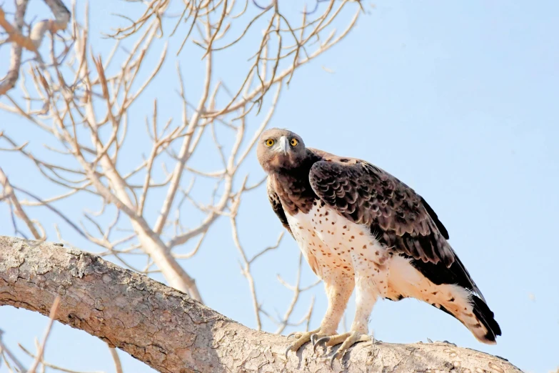 a bird sitting on top of a tree branch, pexels contest winner, hurufiyya, an arab standing watching over, raptor, mongolia, male and female