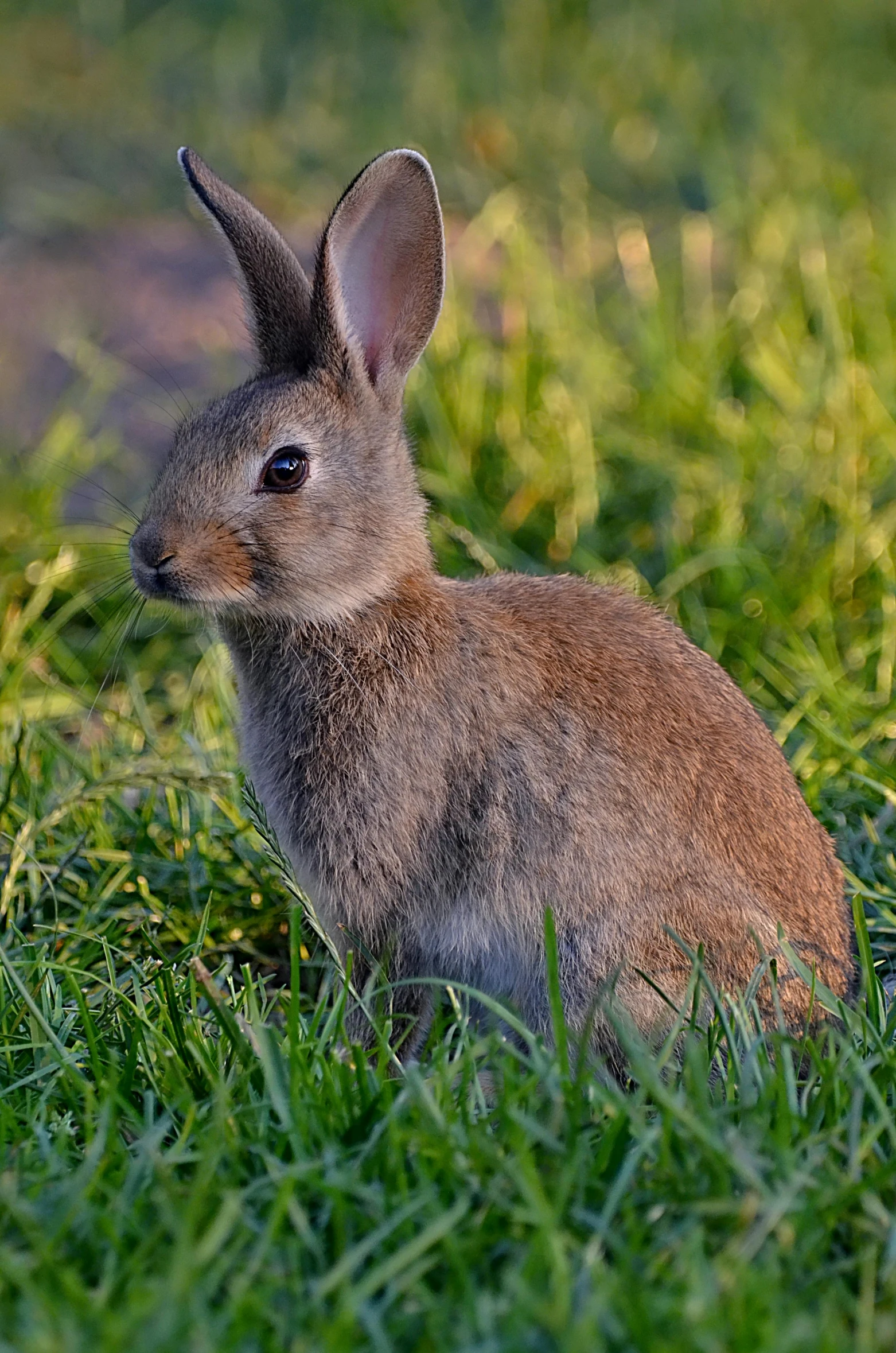 a rabbit that is sitting in the grass, in a grass field