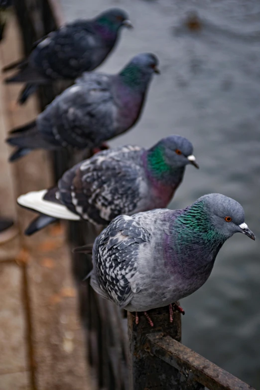 a group of pigeons sitting on a rail next to a body of water, up-close