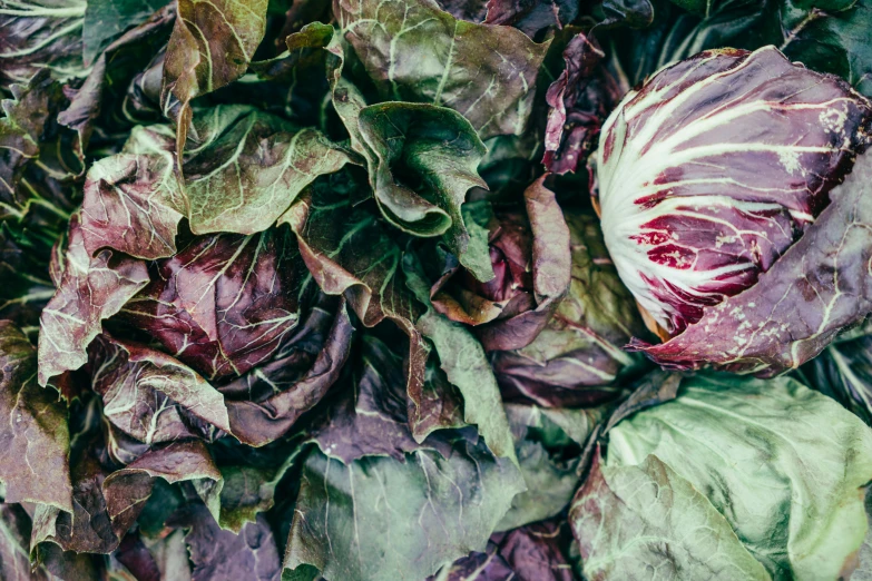 a close up of a bunch of lettuce, by Elsa Bleda, pexels, renaissance, mauve and cinnabar and cyan, features, portra 4 0 0, full frame image