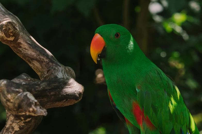 a green parrot sitting on top of a tree branch, pexels contest winner, hurufiyya, fan favorite, multi - coloured, a wooden, museum quality photo