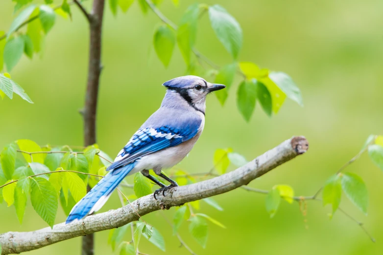 a blue bird sitting on top of a tree branch, slide show, blue and grey, sitting on a leaf, no cropping