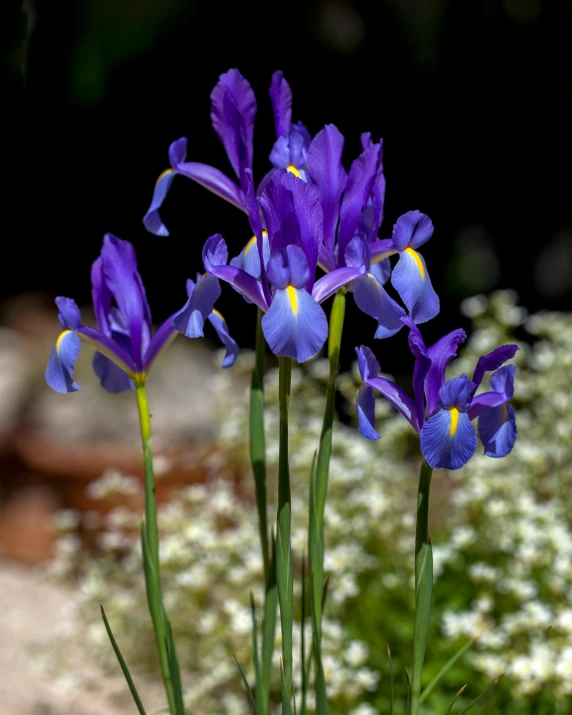 a group of purple flowers sitting on top of a lush green field, hourglass shaped eye irises, against a deep black background, 2022 photograph, blue