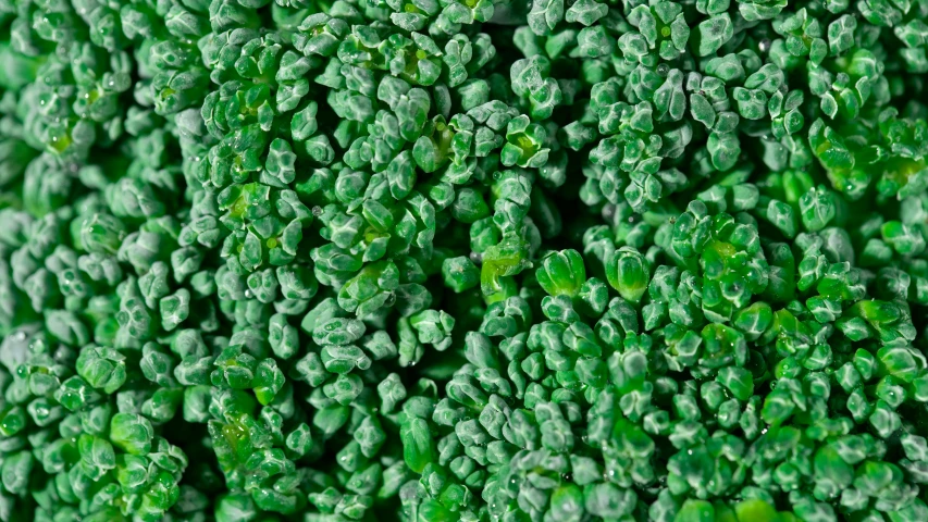 a close up of a piece of broccoli, a macro photograph, sōsaku hanga, seamless micro detail, verdant topiary, textured plastic, granular detail