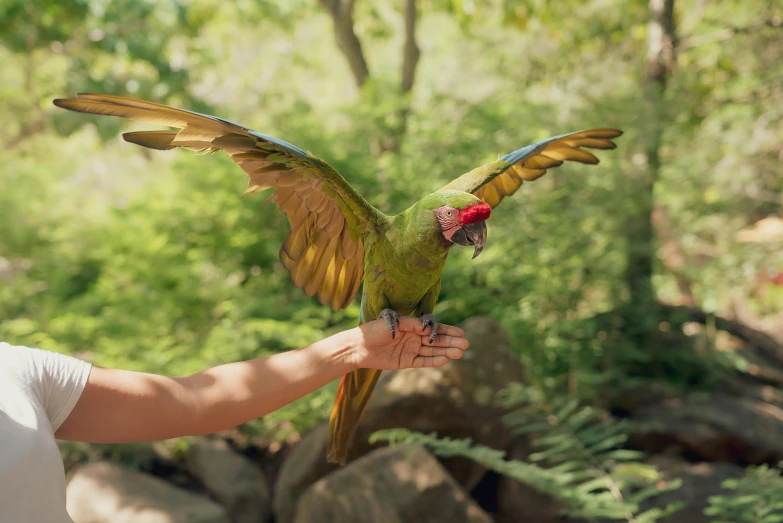 a woman is holding a parrot in her hand, by Peter Churcher, pexels contest winner, hurufiyya, huge wings growing out of arms, sydney park, full of greenish liquid, helio oiticica