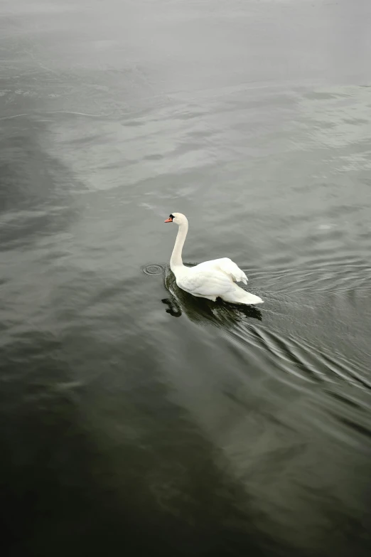 a white swan floating on top of a body of water, standing next to water