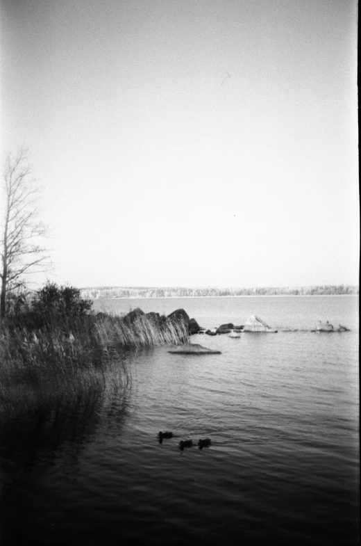 a black and white photo of a body of water, 1/1250s at f/2.8, lakeside, gooses, medium format film photography